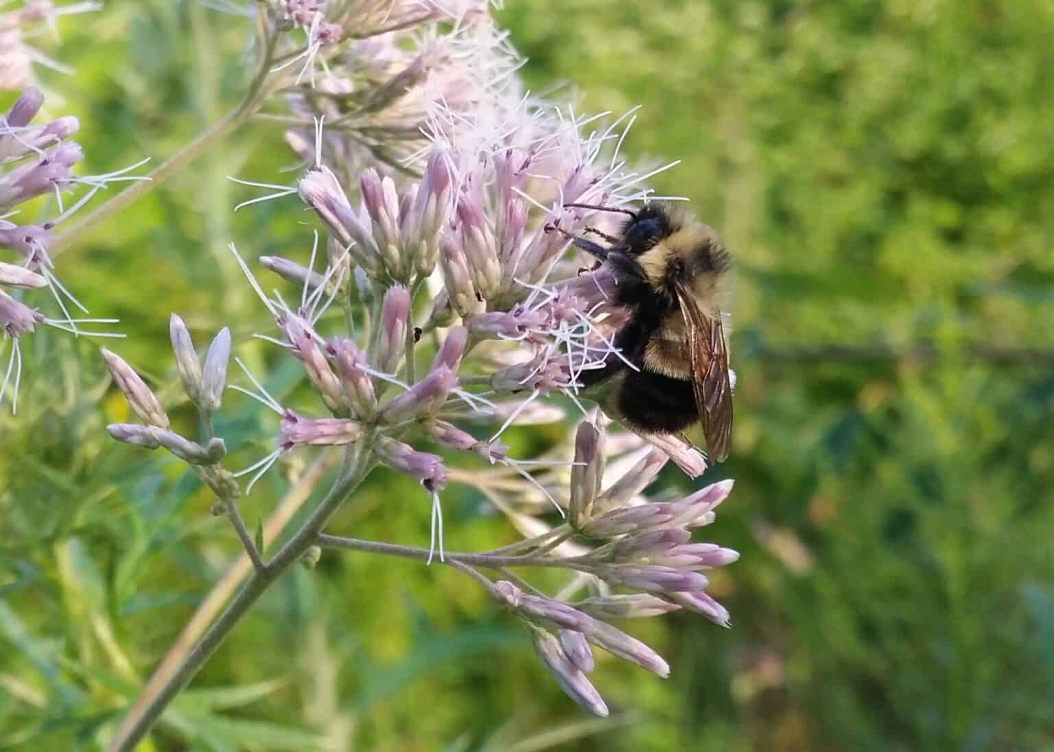 60% of native pollinators at risk of vanishing as NY restricts ...