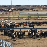 A herd of cattle in a feedlot
