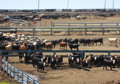 A herd of cattle in a feedlot