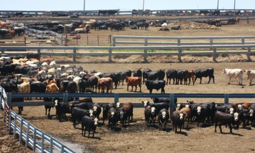 A herd of cattle in a feedlot