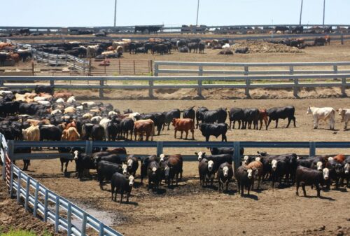 A herd of cattle in a feedlot