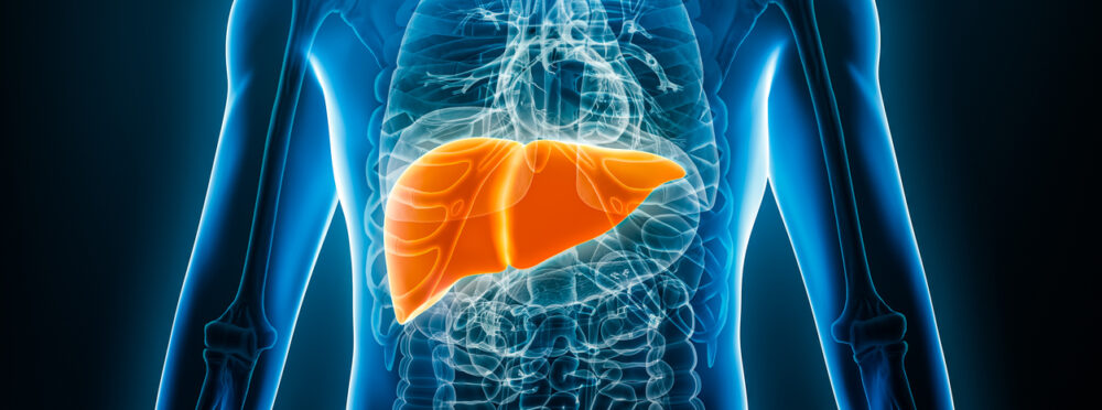 A liver stands out brightly in a person's chest