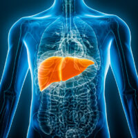A liver stands out brightly in a person's chest