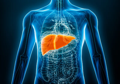 A liver stands out brightly in a person's chest