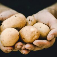 A person holding out and offering some potatoes