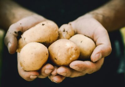 A person holding out and offering some potatoes