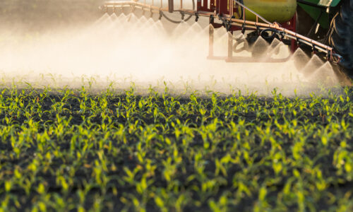 Tractor spraying pesticides on corn fields