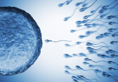 Sperm coming near to an egg