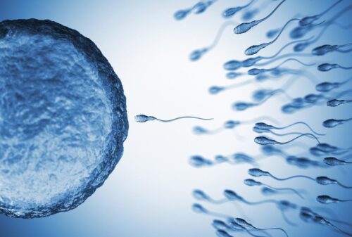 Sperm coming near to an egg