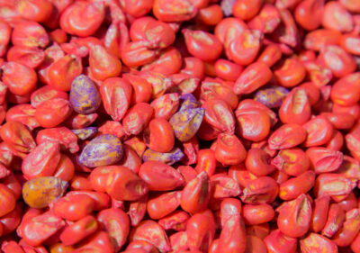 Corn seeds treated with insecticides and fungicides