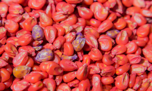 Corn seeds treated with insecticides and fungicides