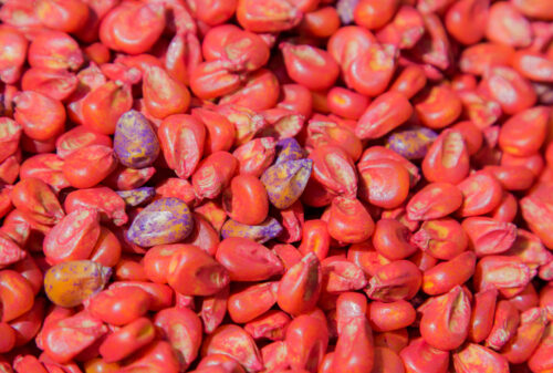 Corn seeds treated with insecticides and fungicides